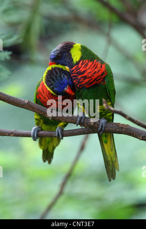 Lory arc-en-ciel (Trichoglossus haematodus), en couple, en Australie Banque D'Images