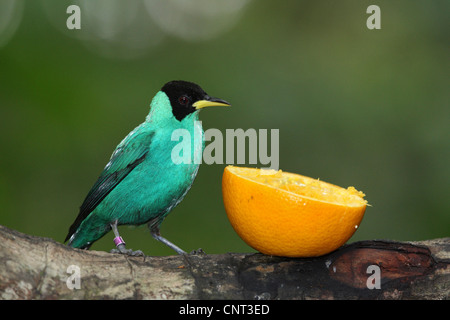 Green honeycreeper (Chlorophanes spiza), au lieu d'alimentation Banque D'Images