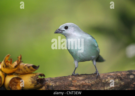 Blue-gray tanager (Thraupis episcopus), on branch Banque D'Images