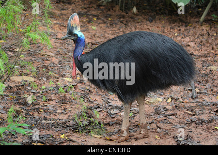 Le sud, double-Casoar Casoar caronculée, Australiens, Casoar Casoar caronculée deux (Casuarius casuarius), personne seule, l'Australie Banque D'Images