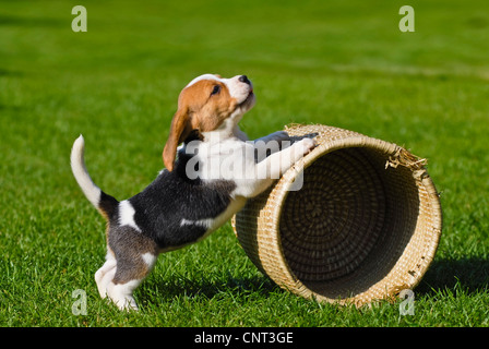 Beagle (Canis lupus f. familiaris), minet, jouant avec panier Banque D'Images