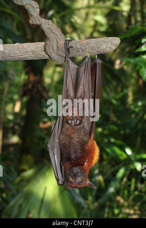 Kalong, flying dog, grand flying fox (Pteropus vampyrus), homme hanging Banque D'Images