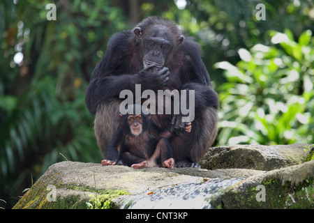 (Pan troglodytes chimpanzé commun), Femme avec pup Banque D'Images