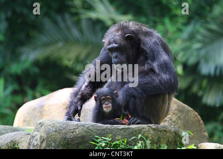 (Pan troglodytes chimpanzé commun), Femme avec pup Banque D'Images