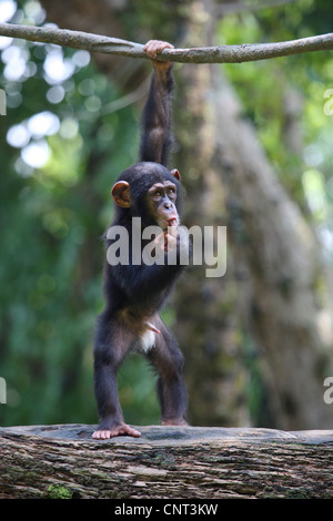 (Pan troglodytes chimpanzé commun), homme pup Banque D'Images