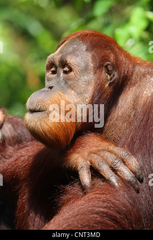 Orang-outan, l'orang-outan, l'orang-outang (Pongo pygmaeus), portrait Banque D'Images