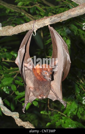 Kalong, flying dog, grand flying fox (Pteropus vampyrus), femme se bloque au niveau de la branche Banque D'Images