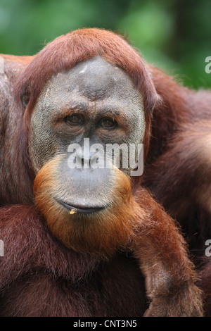 Orang-outan, l'orang-outan, l'orang-outang (Pongo pygmaeus), portrait Banque D'Images