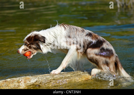 Border Collie (Canis lupus f. familiaris), sortir de l'eau avec boule dans son museau Banque D'Images