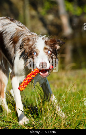 Border Collie (Canis lupus f. familiaris), tenant son bâton dans son museau Banque D'Images