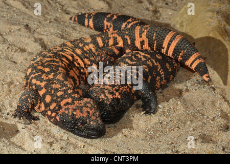 Monstre de Gila (Heloderma suspectum), deux personnes Banque D'Images