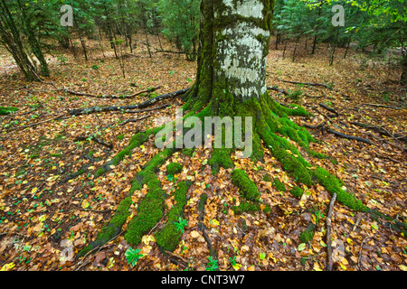 Le hêtre commun (Fagus sylvatica), de racines et de feuilles mortes, de l'Espagne, Aragon, Pyrénées, Parc National d'Ordesa Banque D'Images