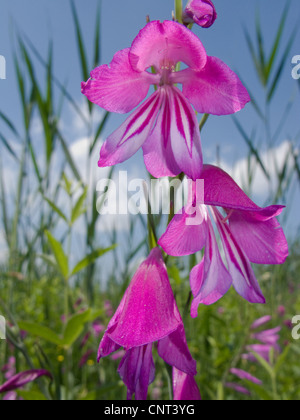 Glaïeul des marais (Gladiolus palustris), fleurs, Allemagne, Bavière, Chiemsee Banque D'Images