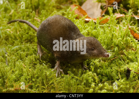 Miller's musaraigne d'eau, musaraigne d'eau méditerranéenne (Neomys anomalus), marcher sur de la mousse, de l'Allemagne, de Bavière, Isental Banque D'Images