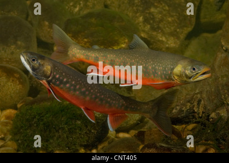 Omble chevalier, omble chevalier, omble chevalier, omble chevalier (Salvelinus alpinus Salvelinus), deux mâles en reproduction, en Allemagne, en Bavière, Koenigssee Banque D'Images