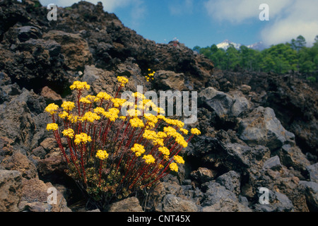 Aeonium Aeonium spathulatum spatulés (pierres de lave), sur des montagnes de Concarneau, Iles Canaries, Tenerife Banque D'Images