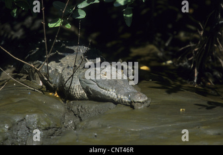 Crocodile (Crocodylus acutus), dans la boue, Costa Rica Banque D'Images