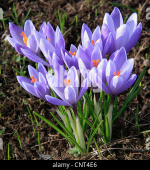 Crocus (Crocus tommasinianus), blooming Banque D'Images