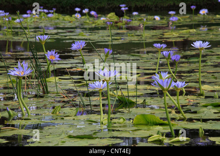 Lotus égyptien, le lotus bleu du Nil, nénuphar bleu (Nymphaea caerulea), étang à Hervey Bay, Queensland, Australie Banque D'Images