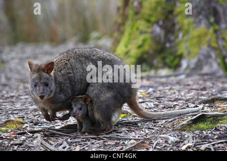 Le wallaby, Red-bellied calliste dos-bleu, Tasmanian calliste dos-bleu (Tangara billardierii), Femme avec chiot dans la valise diplomatique, l'Australie, la Tasmanie Banque D'Images