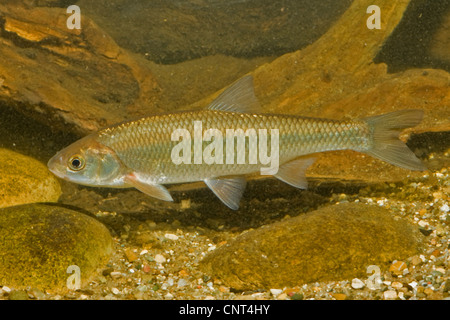 Moucheté (Leuciscus leuciscus), 20 cm, en Allemagne, en Bavière, Isental Banque D'Images