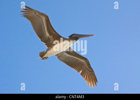 Pélican brun (Pelecanus occidentalis), en vol, au Mexique, Sonora, Golf von Frankreich, Puerto Peasco Banque D'Images