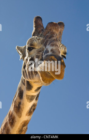 Girafe (Giraffa camelopardalis), portrait, d'en bas Banque D'Images