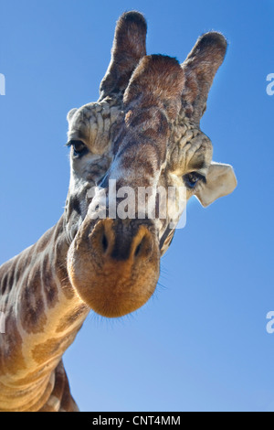 Girafe (Giraffa camelopardalis), portrait, d'en bas Banque D'Images