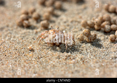 San Bubbler barboteur, sable Crabe (Scopimera inflata), formant des boules de sable, Thaïlande, Khao Lok NP Banque D'Images