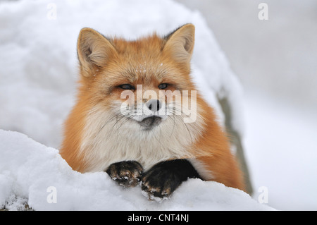 Le renard roux (Vulpes vulpes), couché dans la neige Banque D'Images