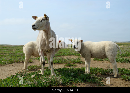 Le mouton domestique (Ovis ammon f. bélier), trois personnes debout dans une prairie salée, Pays-Bas, Texel Banque D'Images