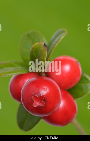 Airelle rouge, foxberry, airelle rouge, de l'airelle (Vaccinium vitis-idaea), fruits rouges, Allemagne Banque D'Images