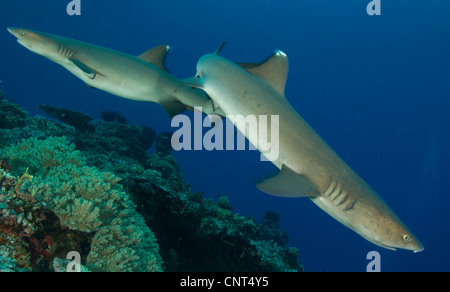 Une paire de requins Whitetip (Triaenodon obesus), les Pères de corail, Kimbe Bay, la Papouasie-Nouvelle-Guinée. Banque D'Images