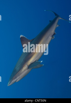 Requin (Carcharhinus albimarginatus Silvertip), les Pères de corail, Kimbe Bay, la Papouasie-Nouvelle-Guinée. Banque D'Images