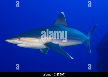 Requin (Carcharhinus albimarginatus Silvertip), les Pères de corail, Kimbe Bay, la Papouasie-Nouvelle-Guinée. Banque D'Images