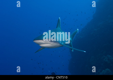 Requin (Carcharhinus albimarginatus Silvertip), les Pères de corail, Kimbe Bay, la Papouasie-Nouvelle-Guinée. Banque D'Images