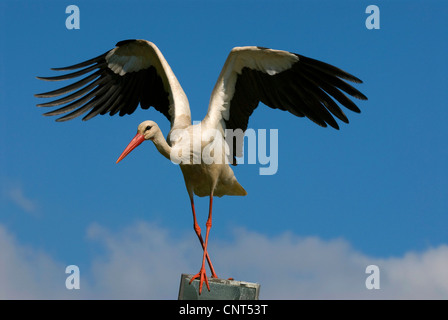 Cigogne Blanche (Ciconia ciconia), à partir des profils, l'Allemagne, Rhénanie du Nord-Westphalie Banque D'Images