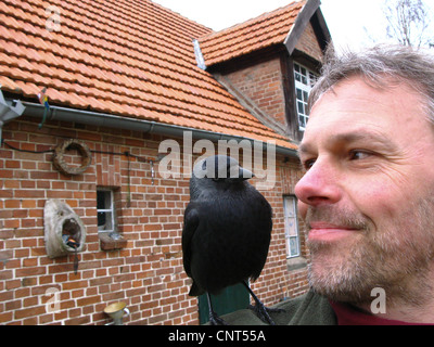 Choucas (Corvus monedula), de se confier comme un oiseau sur l'épaule d'un homme Banque D'Images