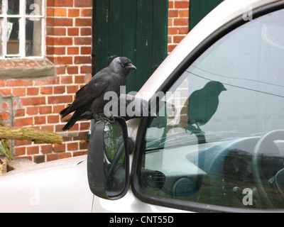 Choucas (Corvus monedula), deux oiseaux sur le rétroviseur d'une voiture Banque D'Images