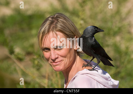 Choucas (Corvus monedula), personne de se confier sur l'épaule d'une femme Banque D'Images