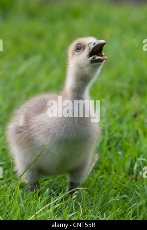 Oie cendrée (Anser anser), appelant chick Banque D'Images