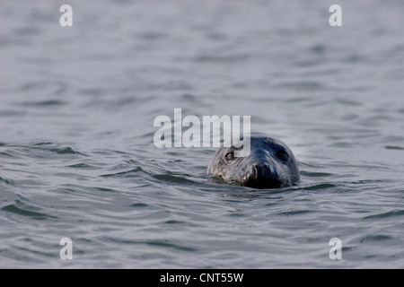 Phoque gris (Halichoerus grypus), nager dans la mer, de l'Europe Banque D'Images
