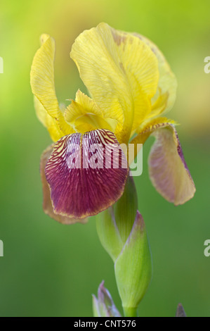 Iris (Iris barbata), fleur, Allemagne Banque D'Images