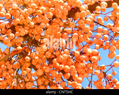 Le lilas de Perse, chinaberry tree (Melia azedarach), des fruits sur un arbre, l'Espagne, Baléares, Majorque Banque D'Images