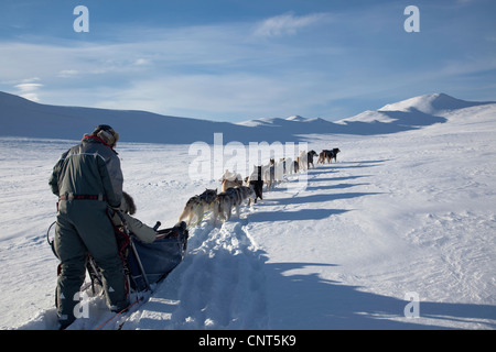 Chien domestique (Canis lupus f. familiaris), en traîneau à chiens 14 dans la neige paysage, la Norvège, le Parc National de Dovrefjell Sunndalsfjella Banque D'Images