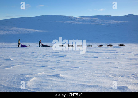 Chien domestique (Canis lupus f. familiaris), en traîneau à chiens 14 dans la neige paysage, la Norvège, le Parc National de Dovrefjell Sunndalsfjella Banque D'Images