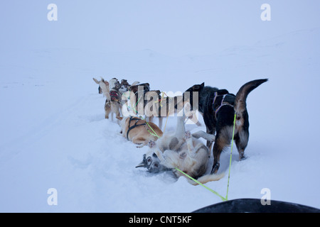 Chien domestique (Canis lupus f. familiaris), roulant dans la neige, la Norvège, le Parc National de Dovrefjell Sunndalsfjella Banque D'Images