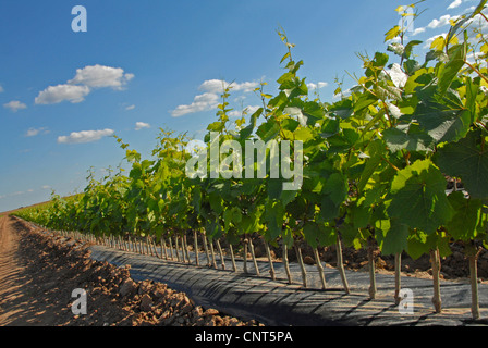 Raisin (Vitis spec.), vigne pépinière, Allemagne, Rhénanie-Palatinat Banque D'Images