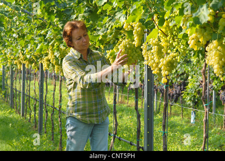Raisin (Vitis spec.), trier, femme Suzi vine dresser la récolte, l'Allemagne, Rhénanie-Palatinat Banque D'Images