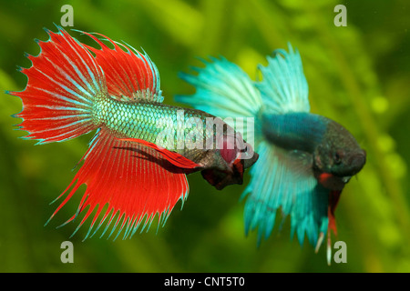 Poissons de combat siamois (Betta Splendens), la lutte contre les hommes Banque D'Images